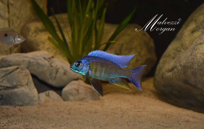 Copadichromis verduyni 'Border'